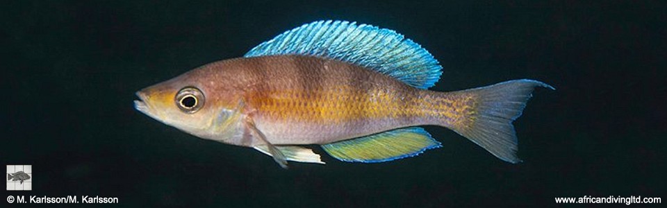 Cyprichromis sp. 'mpimbwe zebra' Frontosa Reef<br><font color=gray>Cyprichromis cf. zonatus 'Frontosa Reef'</font>