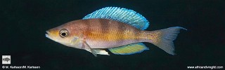 Cyprichromis sp. 'mpimbwe zebra'