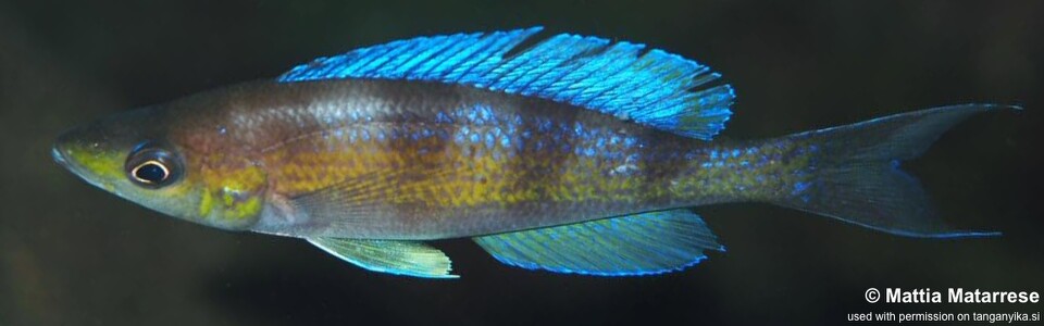 Cyprichromis cf. zonatus 'Yamsamba Island'