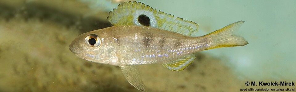 Ectodus descampsii 'Chisanse'