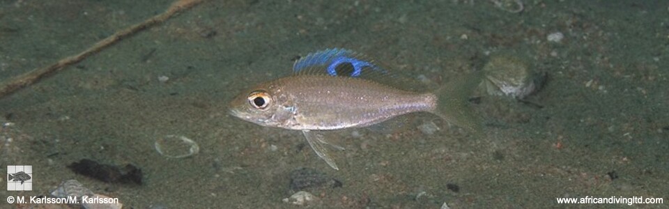 Ectodus descampsii 'Ulwile Island'