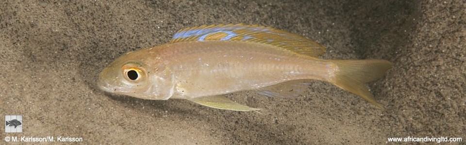 Ectodus sp. 'north' Bulu Point