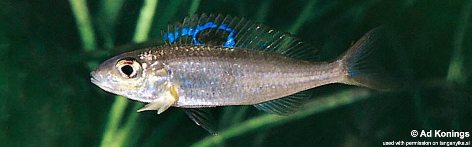 Ectodus sp. 'north' (Burundi)