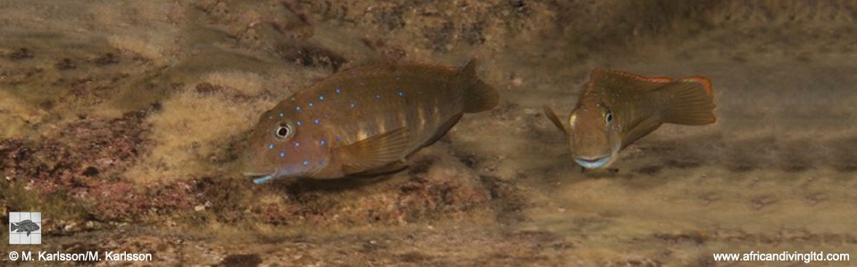 Eretmodus cf. cyanostictus 'Cape Kabogo'<br><font color=gray>Eretmodus cf. cyanostictus 'Kigoma-Halembe'</font>