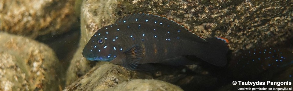 Eretmodus cf. cyanostictus 'Ifala Village'<br><font color=gray>Eretmodus cf. cyanostictus 'Kigoma-Halembe'</font>