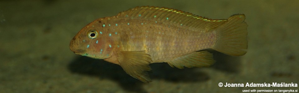 Eretmodus cf. cyanostictus 'Mzungu Beach'<br><font color=gray>Eretmodus cf. cyanostictus 'Kigoma-Halembe'</font>