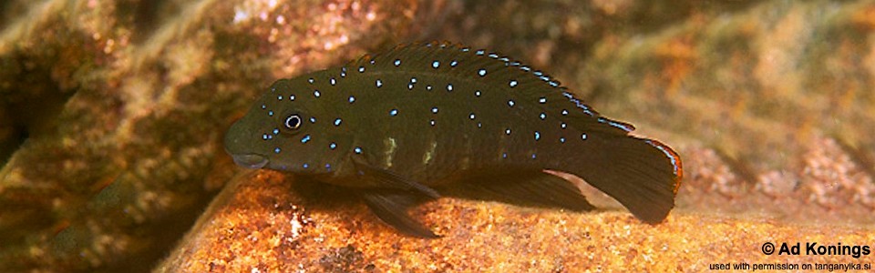 Eretmodus cyanostictus 'Chituta Bay'