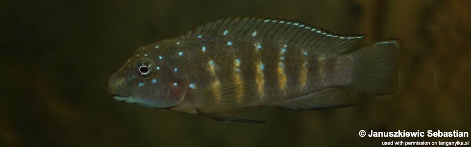 Eretmodus cyanostictus 'Maleza (Mamalesa) Island'