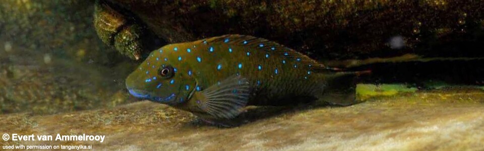 Eretmodus cyanostictus (Zambia)
