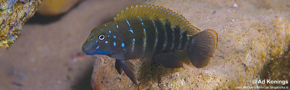 Eretmodus cf. marksmithi 'Bemba'<br><font color=gray>Eretmodus sp. 'ubwari' Bemba</font>