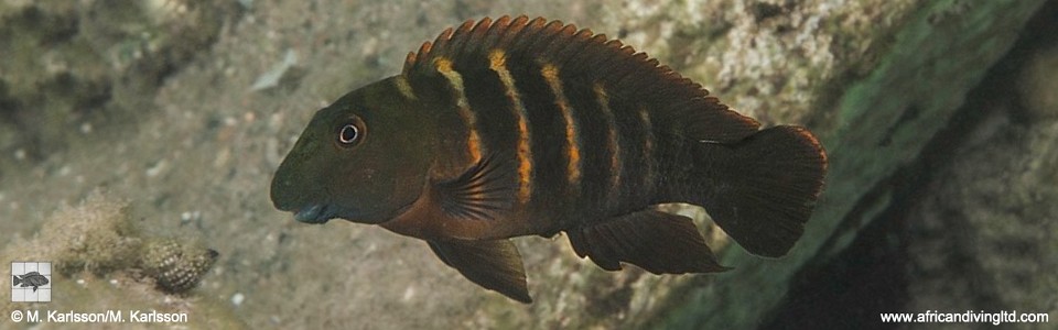 Eretmodus cf. marksmithi 'Karilani Island'<br><font color=gray>Eretmodus cf. marksmithi 'Magambo-Sibwesa'</font>