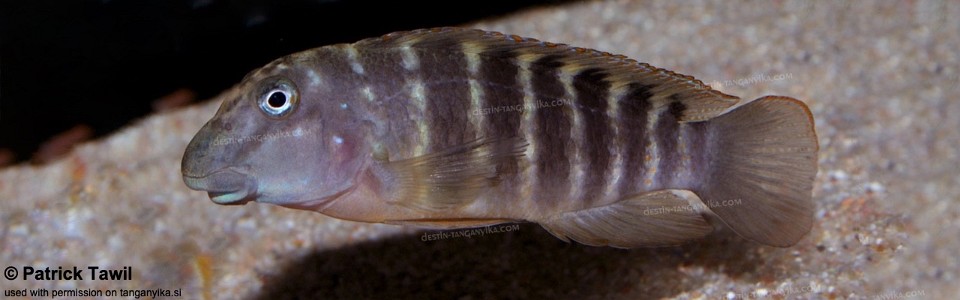 Eretmodus cf. marksmithi 'Kashekezi'<br><font color=gray>Eretmodus sp. 'ubwari' Kashekezi</font>