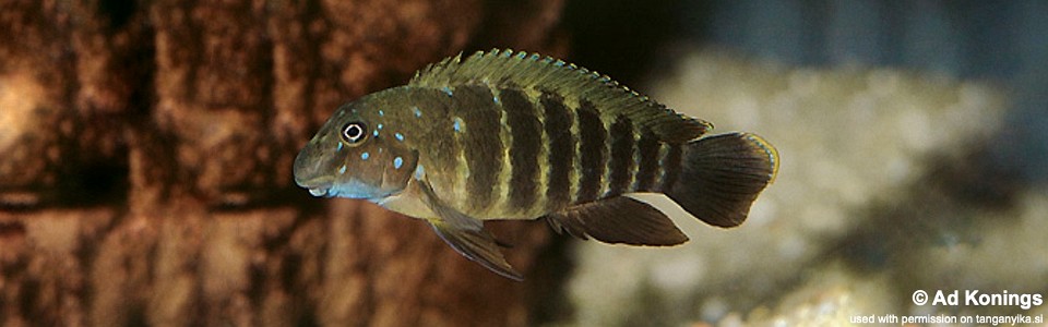 Eretmodus cf. marksmithi (unknown locality)<br><font color=gray>Eretmodus sp. 'ubwari' (unknown locality)</font>