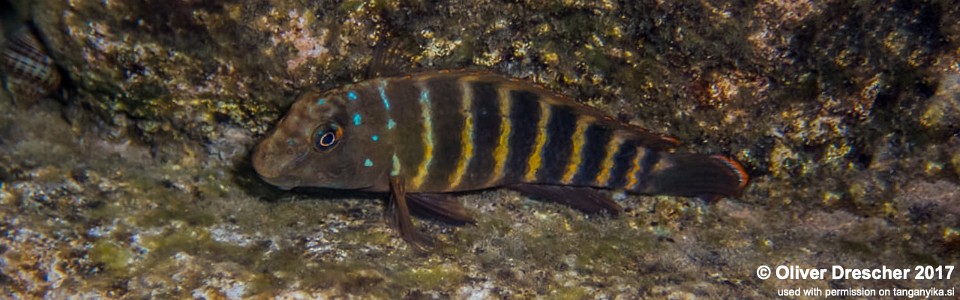 Eretmodus marksmithi 'Jakobsen's Beach'