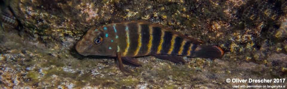 Eretmodus marksmithi 'Jakobsen's Beach'