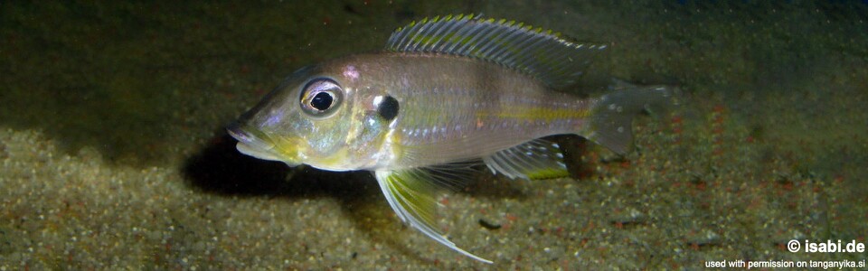 Gnathochromis permaxillaris (Burundi)