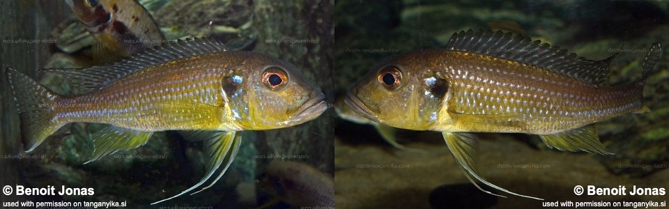 Greenwoodochromis abeelei (unknown locality)<br><font color=gray>Limnochromis abeelei (unknown locality)</font>