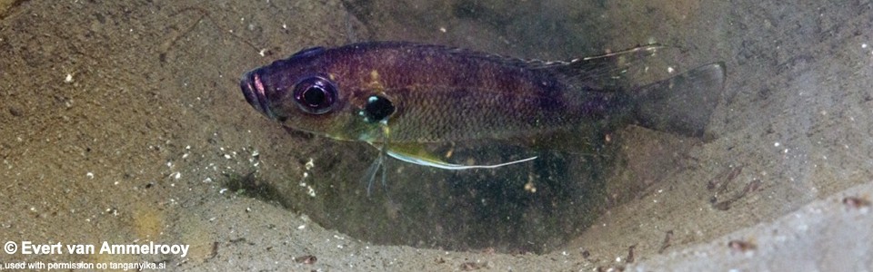 Greenwoodochromis bellcrossi 'Chituta Bay'