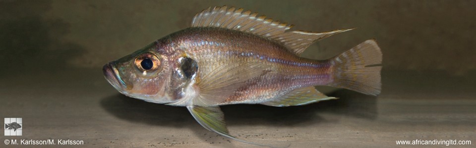 Greenwoodochromis bellcrossi 'Kansombo Banks'