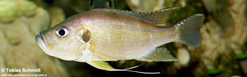 Greenwoodochromis bellcrossi (unknown locality)