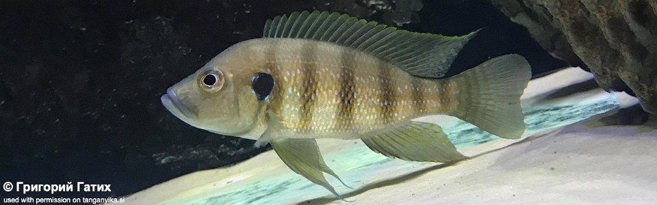 Greenwoodochromis christyi 'Chituta Bay'