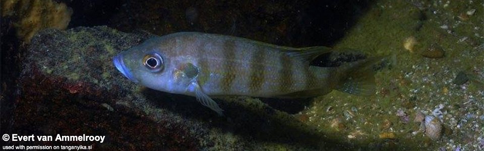 Greenwoodochromis christyi (South Tanzania)