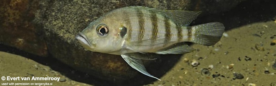 Greenwoodochromis christyi (Zambia)