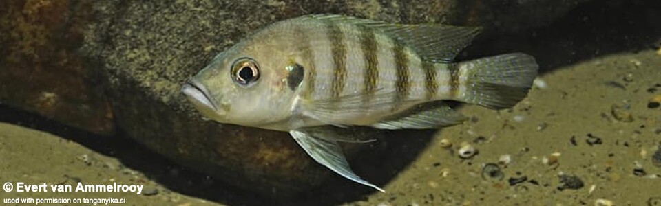 Greenwoodochromis christyi (Zambia)