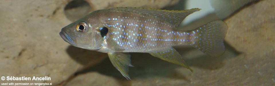 Greenwoodochromis christyi (unknown locality)