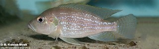 Greenwoodochromis christyi 'Cape Chaitika'.jpg