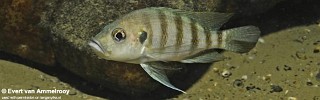 Greenwoodochromis christyi 'Zambia'.jpg