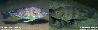 Greenwoodochromis staneri