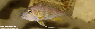 Greenwoodochromis staneri 'Cape Chaitika'.jpg