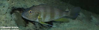 Greenwoodochromis staneri.jpg