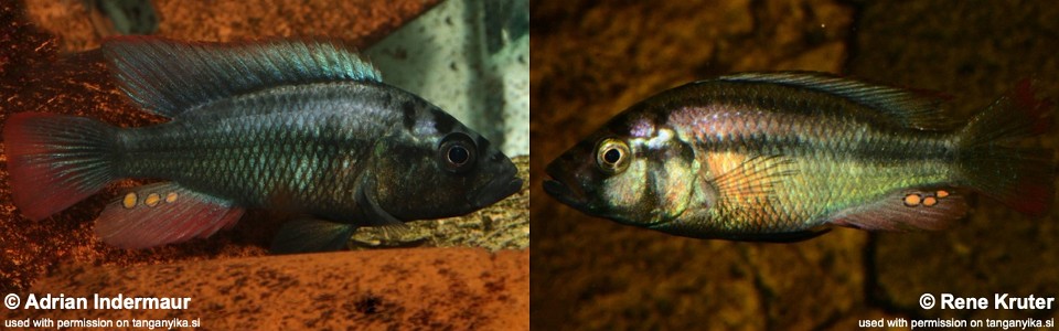 Haplochromis sp. 'chipwa'