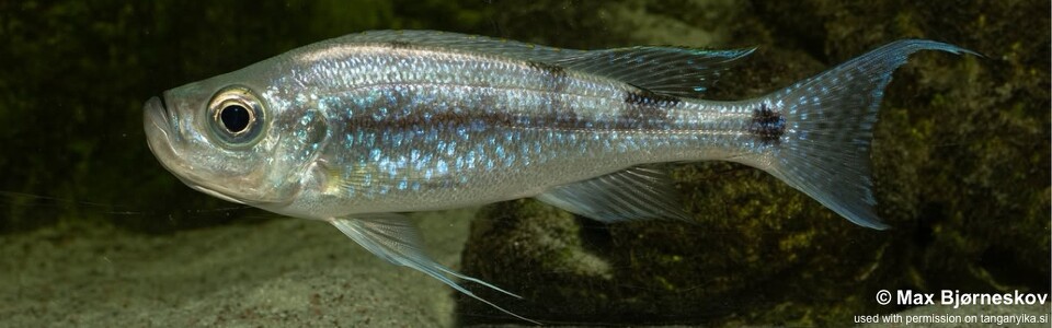 Haplotaxodon microlepis 'Cape Kabogo'
