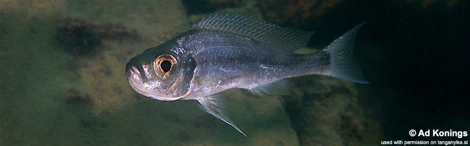 Haplotaxodon microlepis 'Cape Nangu'