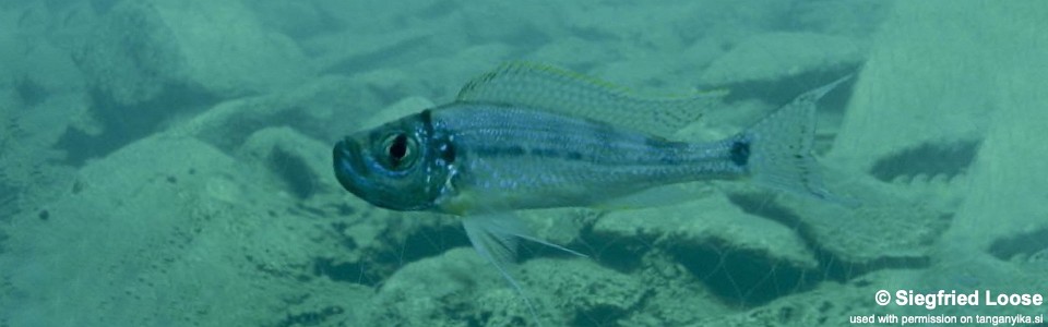 Haplotaxodon microlepis 'Katenga'