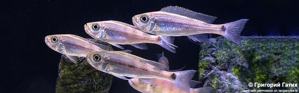 Haplotaxodon microlepis 'Kazinga'