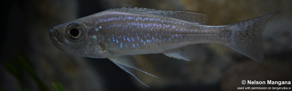 Haplotaxodon microlepis 'Kigoma'