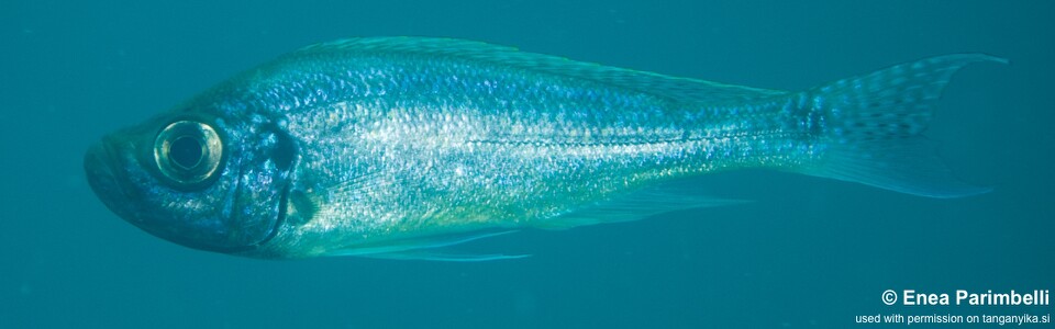 Haplotaxodon microlepis 'Mtosi'