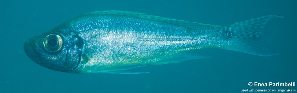 Haplotaxodon microlepis 'Mtosi'