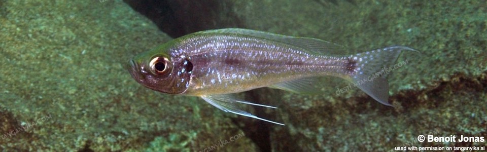 Haplotaxodon microlepis 'Silaf Rocks'