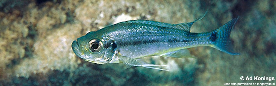 Haplotaxodon microlepis 'Ulwile Island'