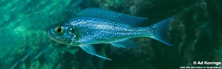 Haplotaxodon microlepis 'Fulwe Rocks'.jpg