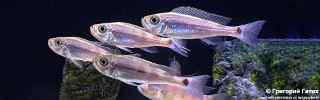 Haplotaxodon microlepis 'Kazinga'.jpg