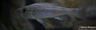 Haplotaxodon microlepis 'Kigoma'.jpg