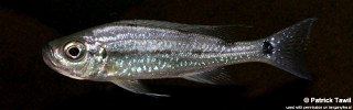 Haplotaxodon microlepis 'Mkinga'.jpg