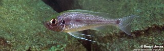 Haplotaxodon microlepis 'Silaf Rocks'.jpg