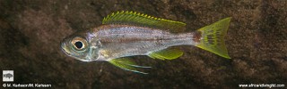 Haplotaxodon sp. 'yellow fin'